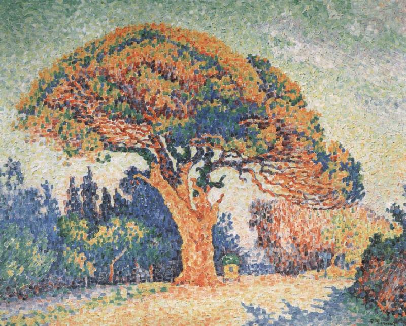 Paul Signac Pine Tree at Saint-Tropez oil painting image